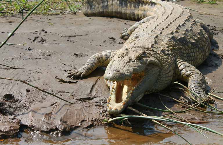 Top 10 der afrikanischen Tiere