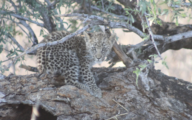 Leopard Botswana