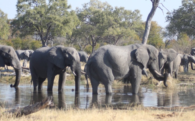 Botswana Safari