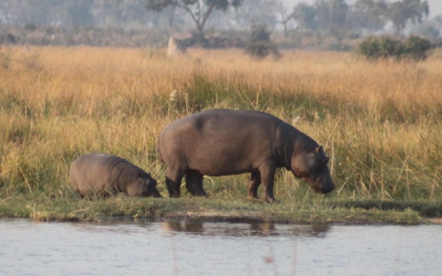 Flusspferde Botswana