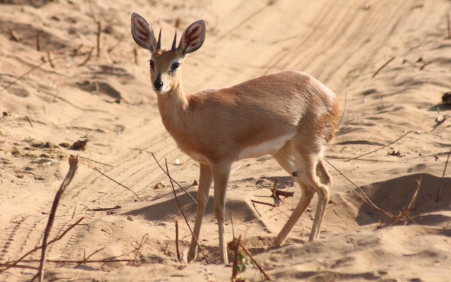 Reisebericht Botswana